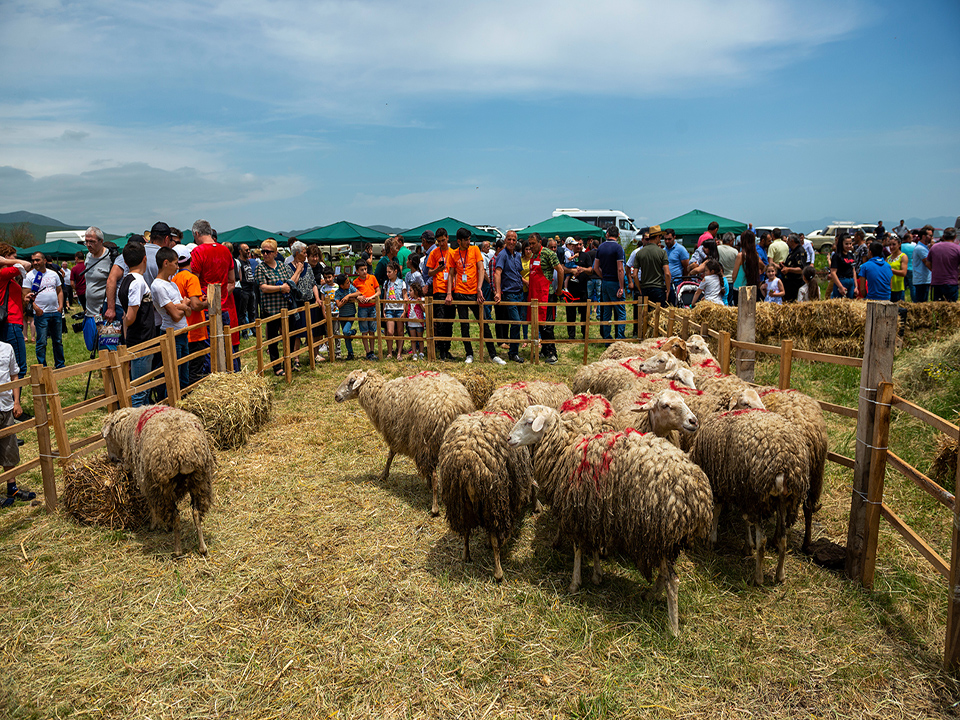 Ոչխարի Խուզման Փառատոն 2019